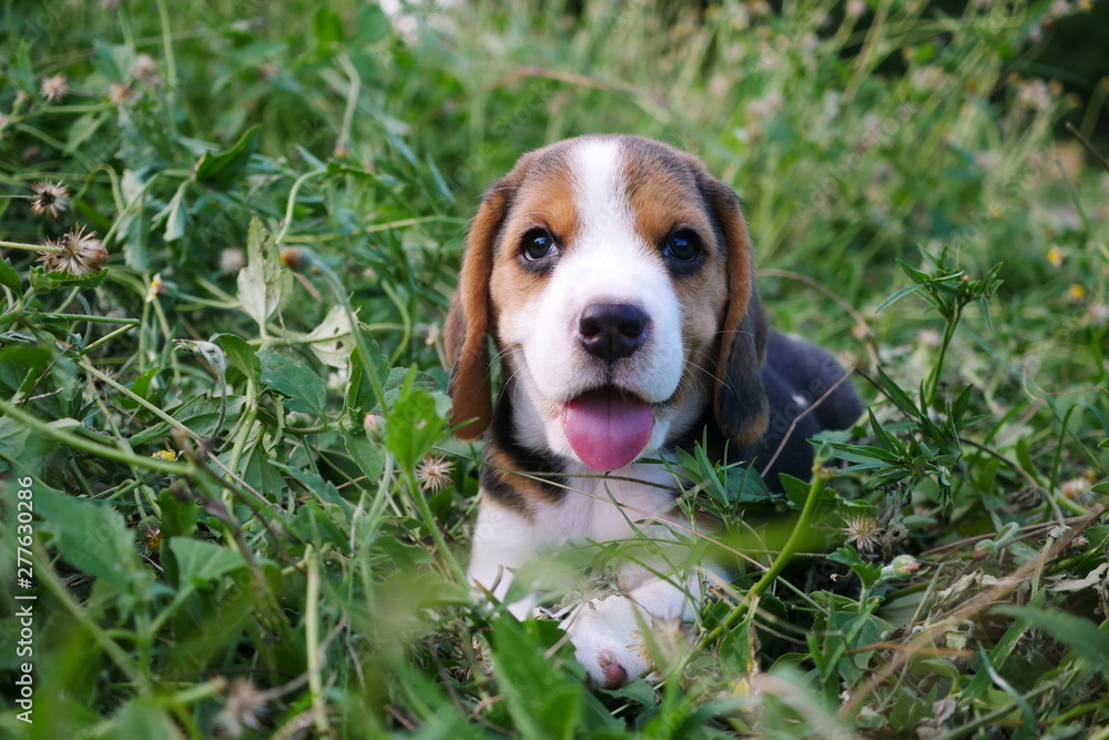 A cute beagle puppy sitting on green grass and showing her tongue out.