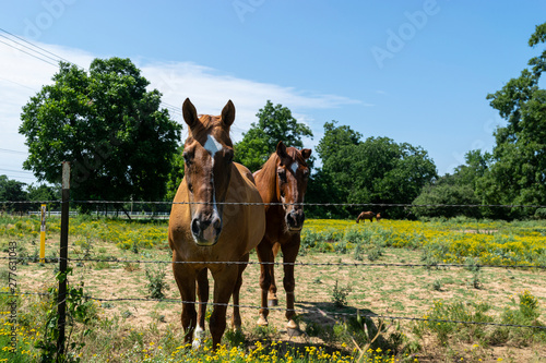 Two brown horses behind a barbed wire fence
