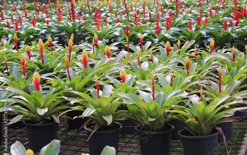 Close up colorful flowers field red and yellow bromeliade blooming with green leaves in black plastic pot at tropical ornamental plant nurseries greenhouse background photo