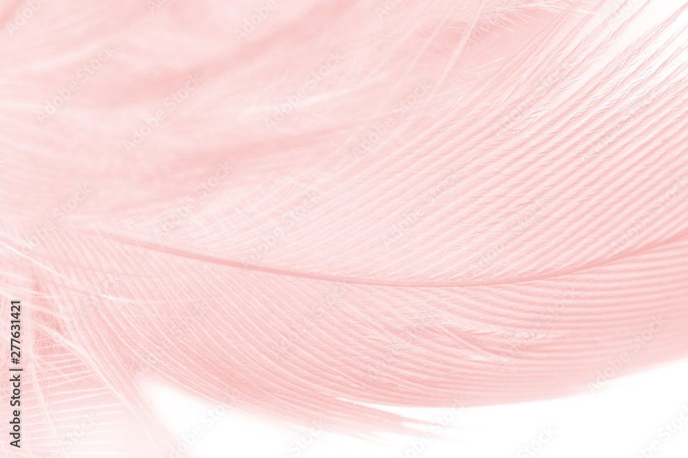 Beautiful soft pink color trends feather pattern texture background - obrazy, fototapety, plakaty 