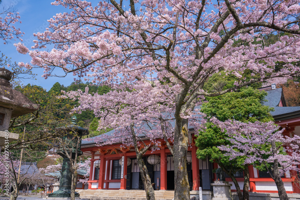 京都　鞍馬寺の桜　