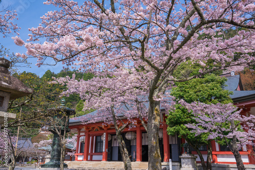 京都　鞍馬寺の桜　 © Route16