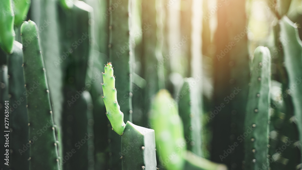 Naklejka premium Close-up Many cactus plants on the pot at cactus farm house. with warm ligth.