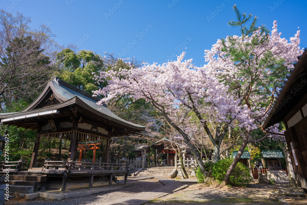 京都　竹中稲荷神社の桜