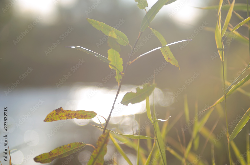 Fototapeta premium Green leaves of bushes and grass on the river Bank are flooded with bright sunlight in the wild taiga of Northern Yakutia.