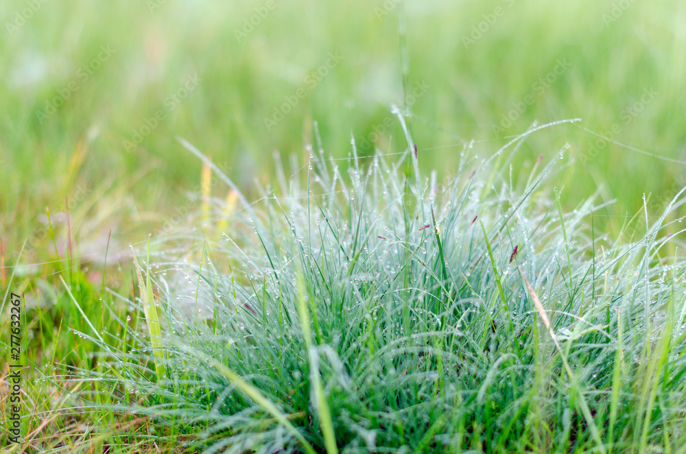Dewdrops on tufts of green grass in the field early in the morning in the autumn in the wild North. Dewdrops on tufts of green grass in the field early in the morning in the autumn in the wild North.
