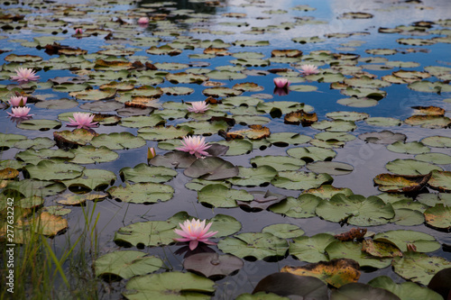Foto pink water lily in pond