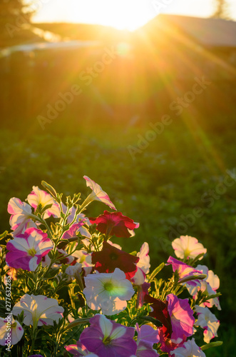 Fototapeta Naklejka Na Ścianę i Meble -  Bright yellow rays of the sun at sunset illuminate the flower bed with flowering buds of colorful flowers of petunias in the village in the North of Yakutia in the summer.