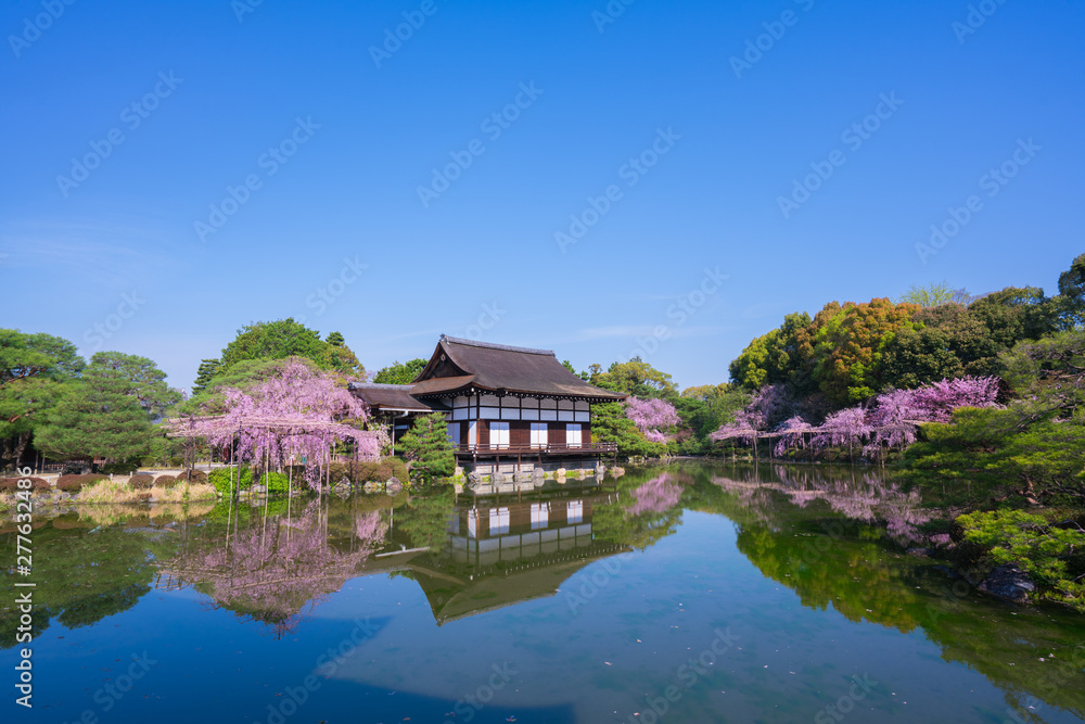 京都　平安神宮　神苑　枝垂れ桜　