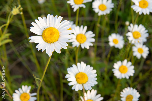 Oxeye Daisy in Ontario Canada in the Summer