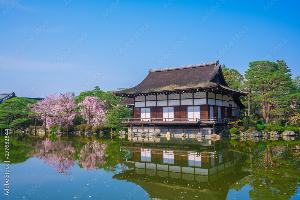 京都 平安神宮 神苑 枝垂れ桜 京都 平安神宮 神苑 枝垂れ桜