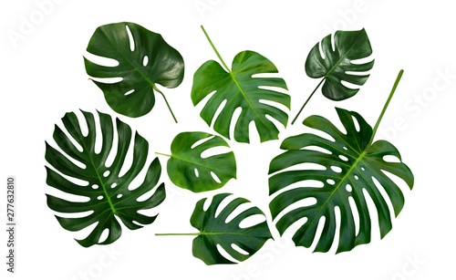Monstera, Swiss Cheese Plant, tropical leaves, isolated on white background photo