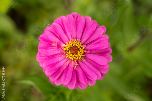 A plump rose-red flower with yellow stamens