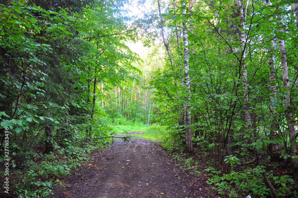 Forest road surrounded by trees after rain. Forest road surrounded by trees after rain.