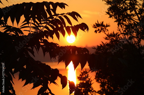 sunset in forest