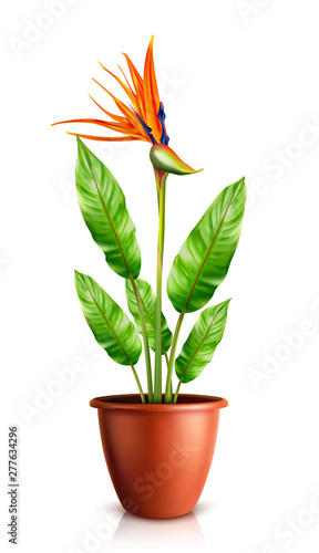 Strelitzia reginae in flowerpot