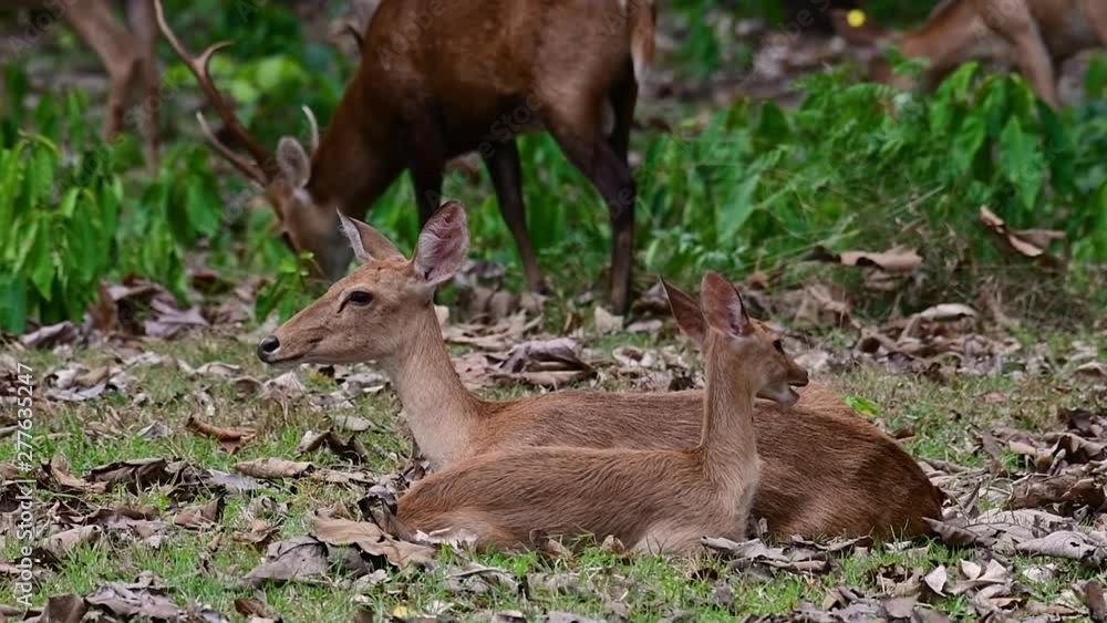 The Eld's Deer is an Endangered species due to habitat loss and hunting; friendly and approachable by a safe distance, it likes to hang around and allow people to admire its beauty. The Eld's Deer is an Endangered species due to habitat loss and hunting; friendly and approachable by a safe distance, it likes to hang around and allow people to admire its beauty.