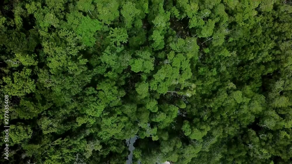 Drone shot Raja Ampat aerial bird eye view of forest Drone shot Raja Ampat aerial bird eye view of forest