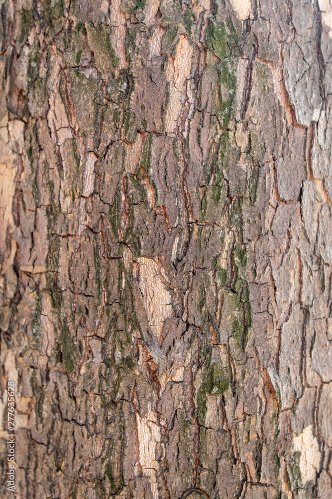 Closeup Cracked Tree Bark Texture Background Closeup Cracked Tree Bark Texture Background