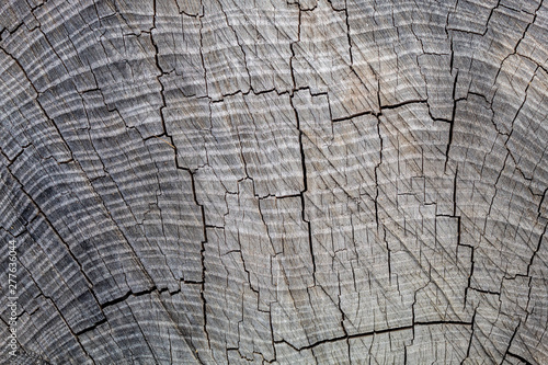Old Weathered Cracked Grayish Wood Texture Closeup
