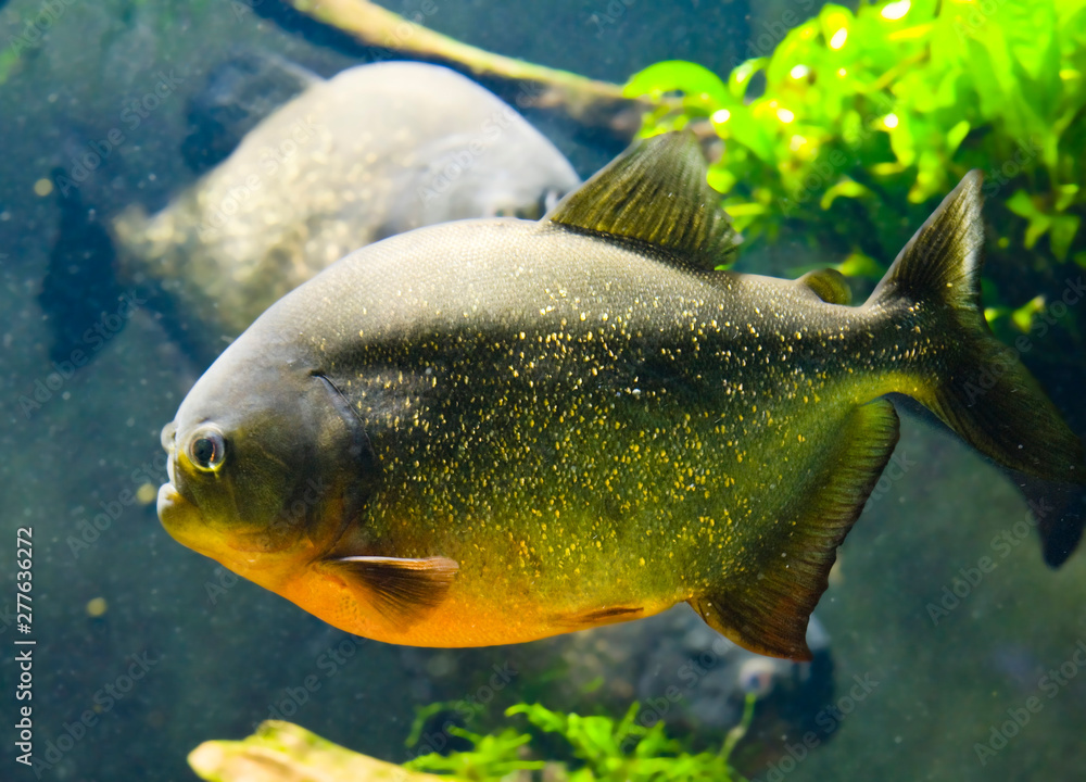 Underwater world, diving, aquarium, fish, ocean, sea Underwater world, diving, aquarium, fish, ocean, sea