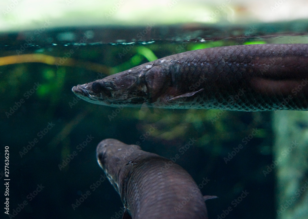 Fototapeta premium Underwater world, diving, aquarium, fish, ocean, sea