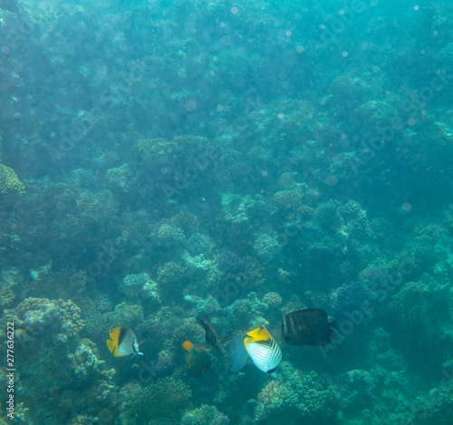 sea fish near coral, underwater