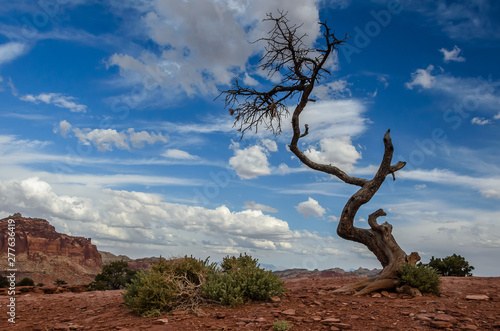 Tree in Grand Staircase Escalante