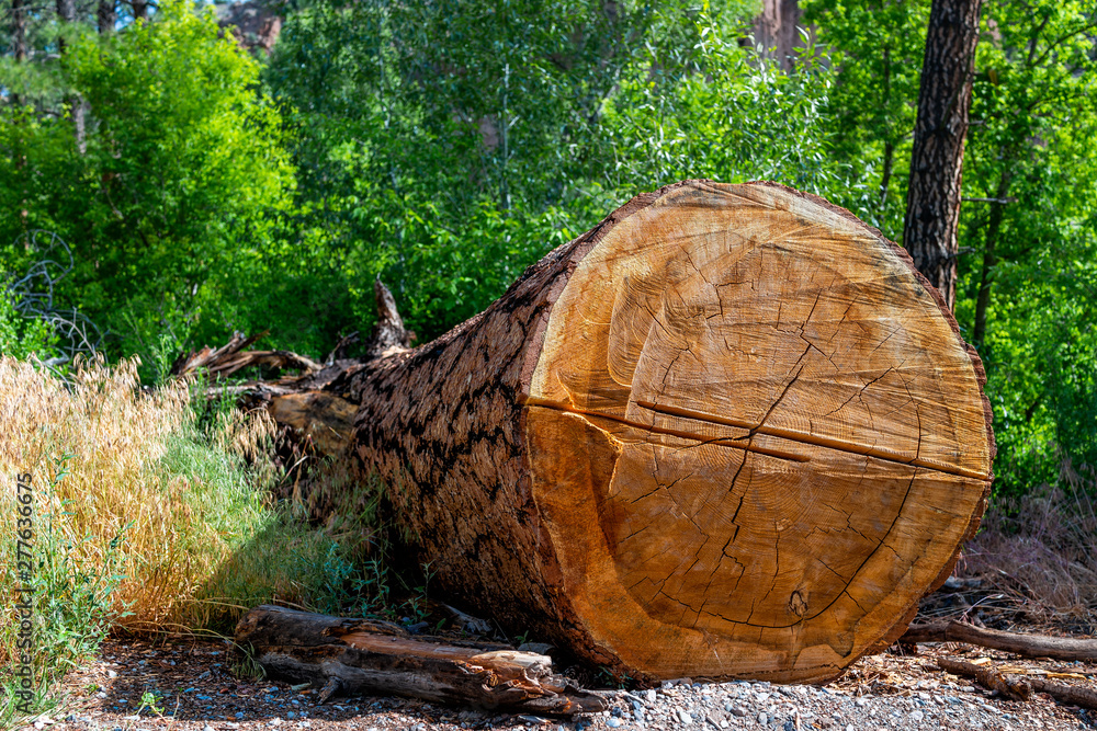 Large tree chopped cut stump at Main Loop trail in Bandelier National Monument in New Mexico during summer in Los Alamos Large tree chopped cut stump at Main Loop trail in Bandelier National Monument in New Mexico during summer in Los Alamos