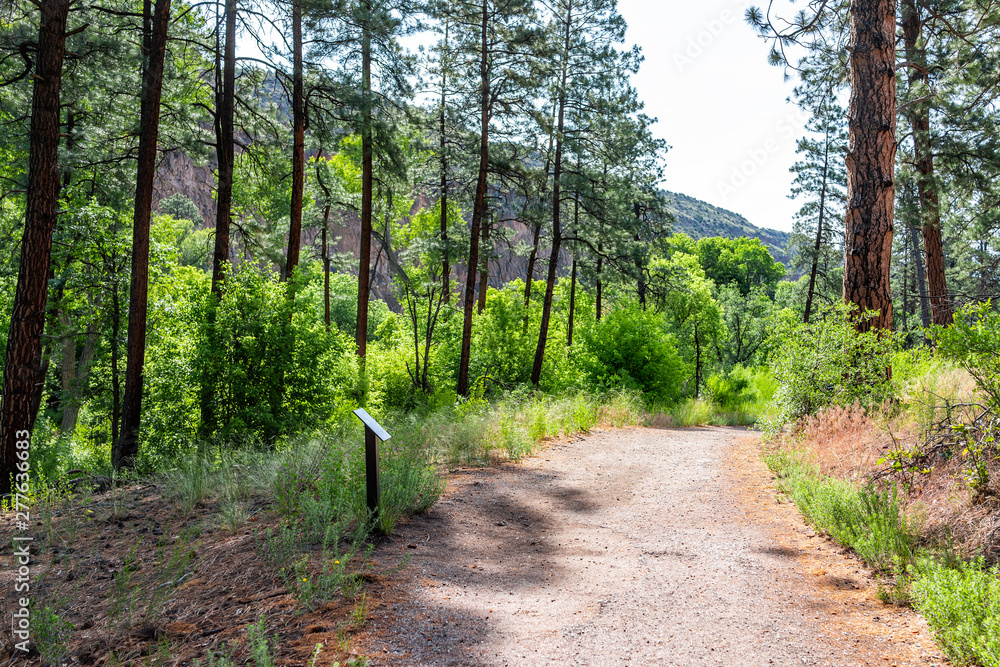 Obraz premium Trees in forest and path at Main Loop trail in Bandelier National Monument in New Mexico during summer in Los Alamos