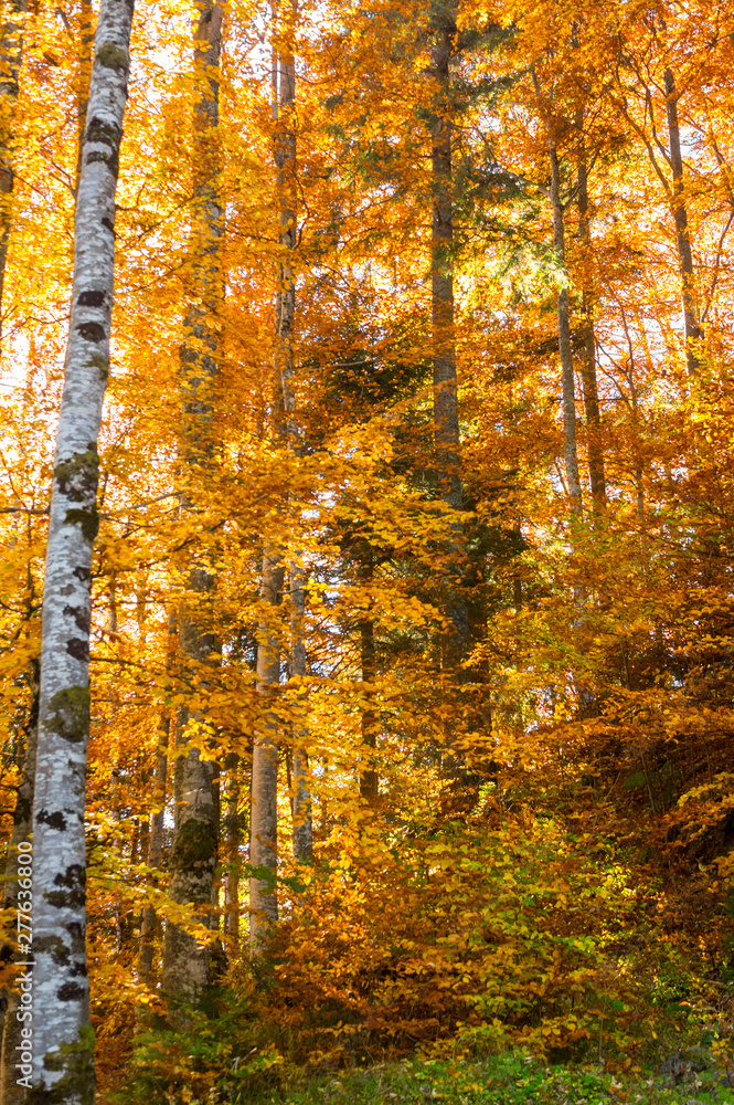 Fototapeta premium Autumn Colors - Lush Foliage - Forest.