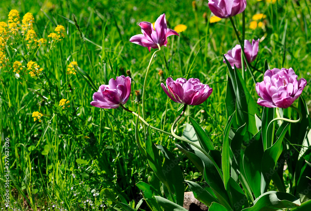 purple tulip on natural blurred background. delicate tulip flower with petals and bright green leaves on dark background.