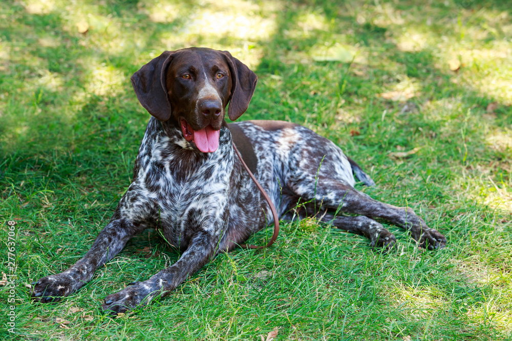 German Shorthaired Pointer