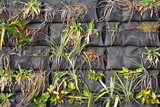 Black textile pockets hanging on vertical wall serving as pots for flax and other plants.