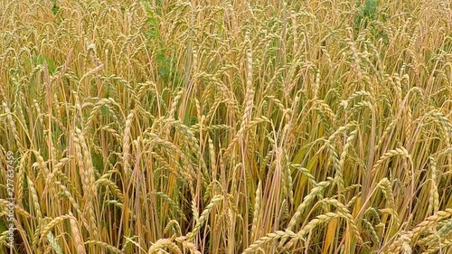field of spelt in summertime in Germany