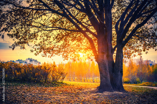 Sunny oak tree in the autumn park