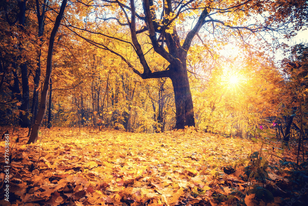 Fototapeta premium Słoneczny dąb w lesie jesienią