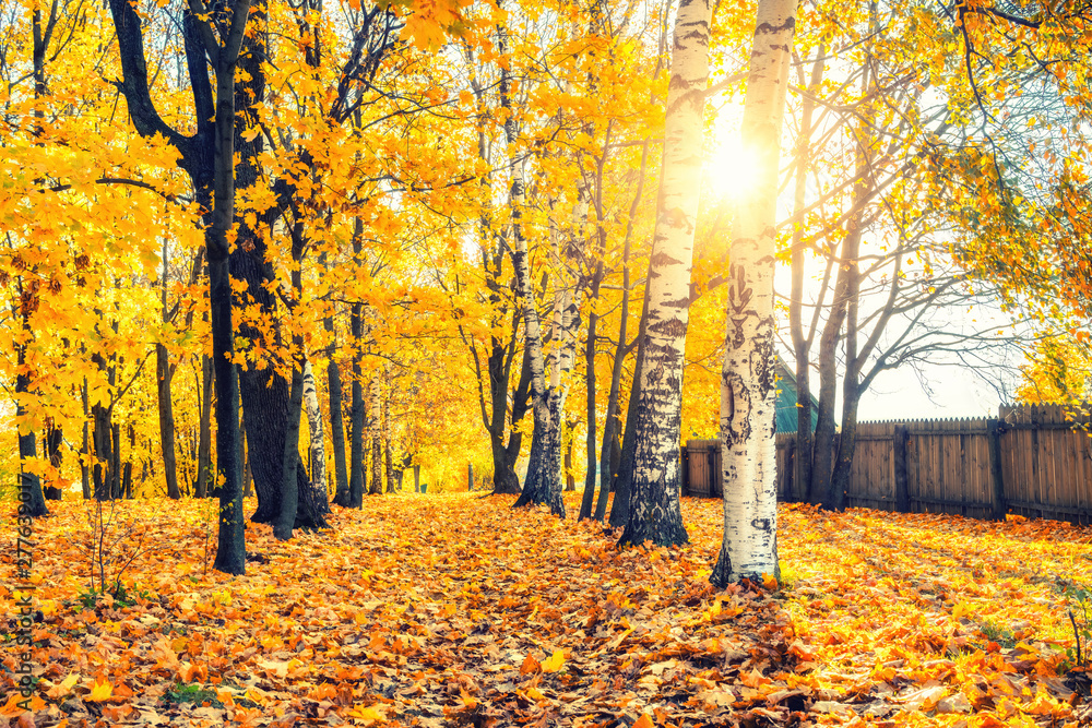 Fototapeta premium Pathway in the sunny autumn park