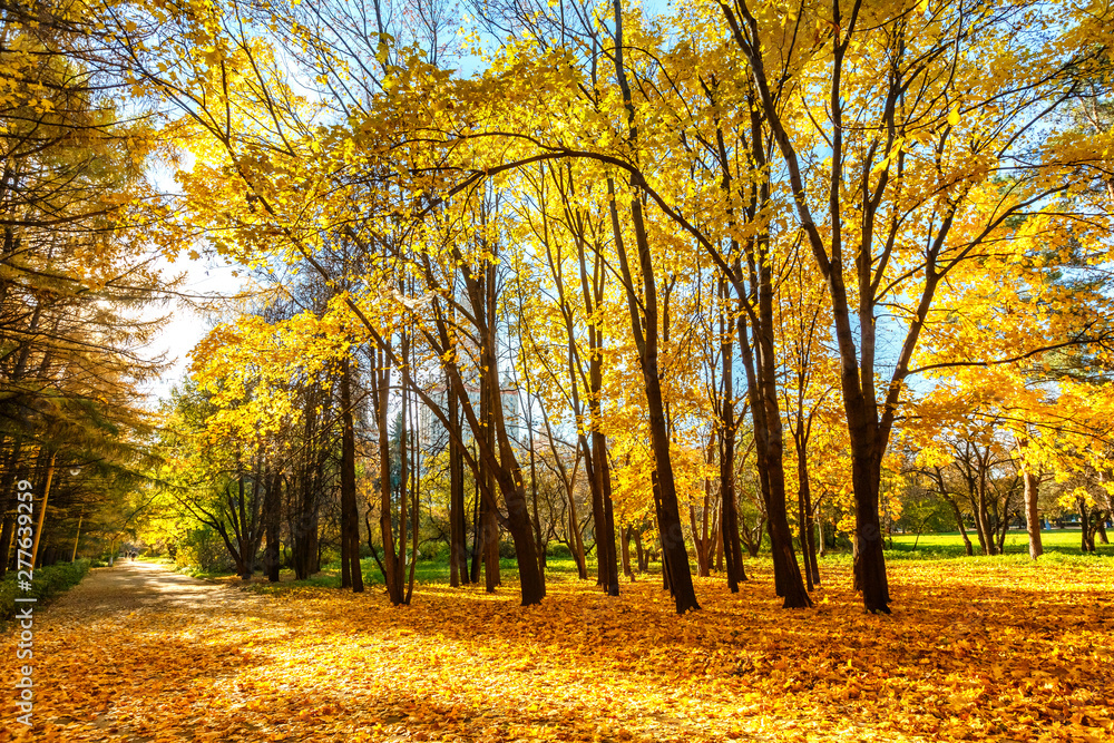 Sunny autumn landscape with golden trees and blue sky in a city park