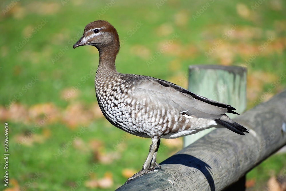 Female Australian Wood Duck (Chenonetta Jubata) Female Australian Wood Duck (Chenonetta Jubata)