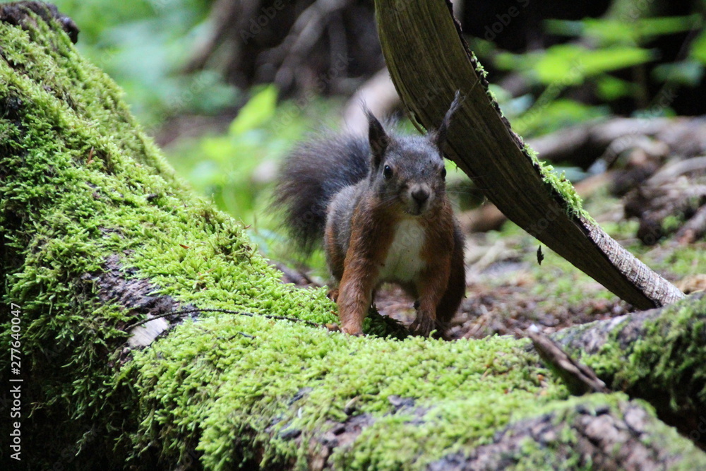 Naklejka premium Eichhörnchen