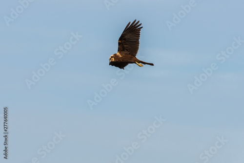 Circus aeruginosus (marsh harrier) hunting and fishing in the Albufera Natural Park, Valencia, Spain. Natural background.