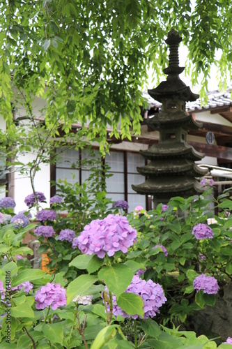 アジサイ