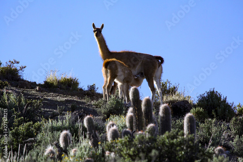 Guanako stillen photo