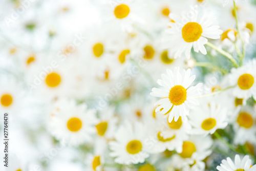 Fototapeta Naklejka Na Ścianę i Meble -  Fresh bouquet of camomiles, light background