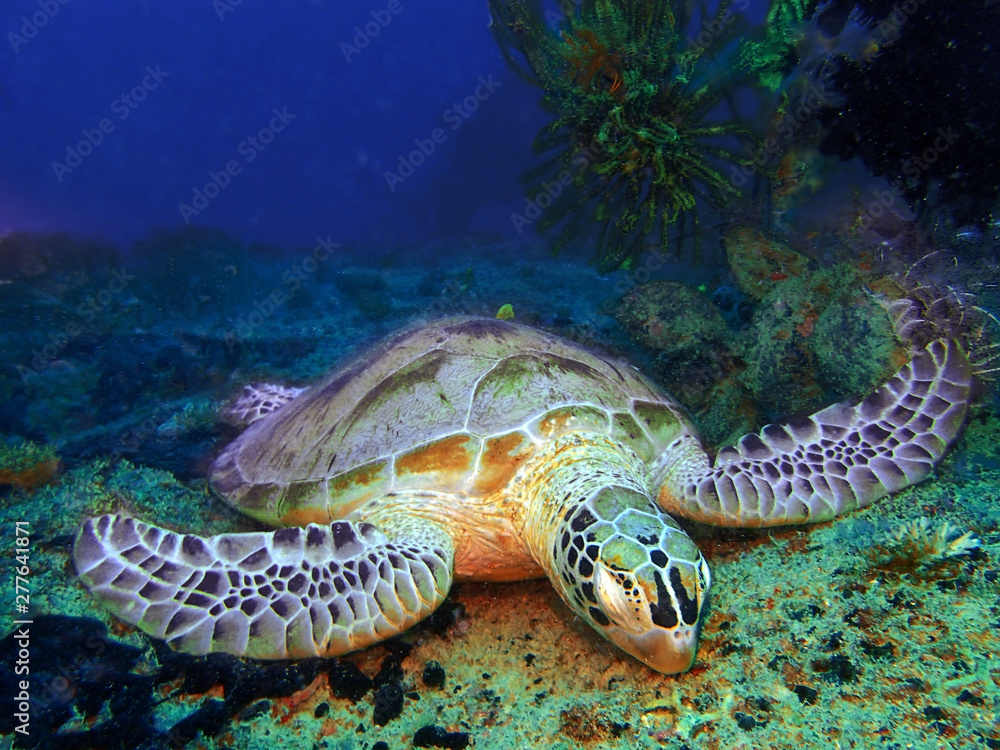 Fototapeta premium Closeup with a Hawksbill Turtle sleeping on the earth floor underwater during a leisure dive in Mabul Island, Semporna, Tawau. Sabah, Malaysia. Borneo. 