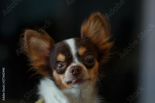 Chihuahua puppy eyes with cataract, blind dog, Dog disabled.
