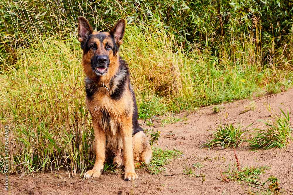 Dog German Shepherd outdoors in an autumn Dog German Shepherd outdoors in an autumn