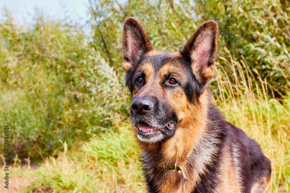 Dog German Shepherd outdoors in an autumn Dog German Shepherd outdoors in an autumn