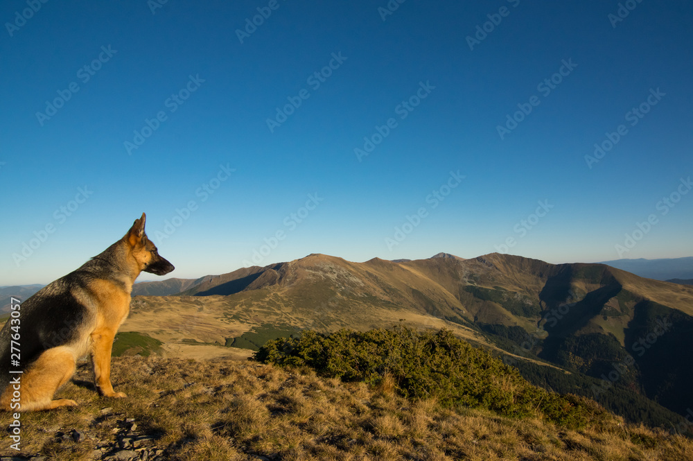 Dog Looking at landscape - Autumn Colors. Dog Looking at landscape - Autumn Colors.